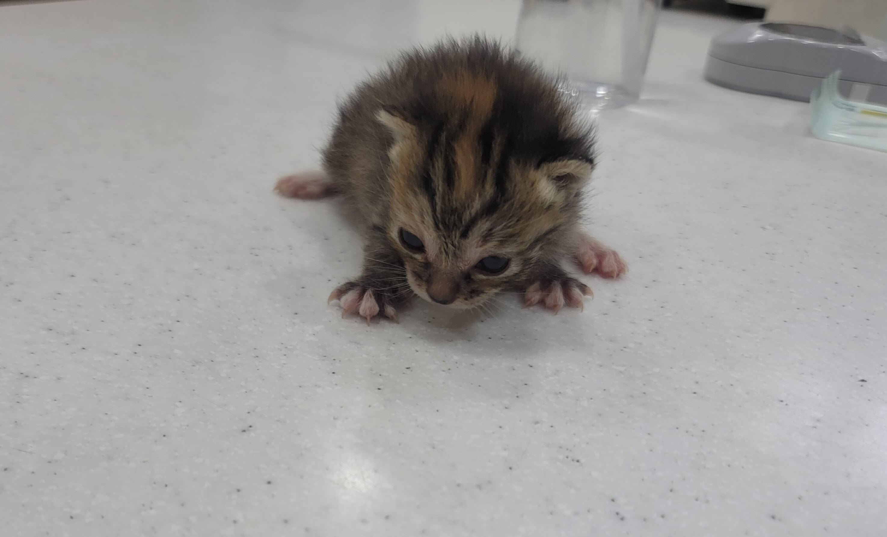 [고양이] 한국 고양이 전북-남원-2023-00174 유기동물 배경 이미지 입니다.